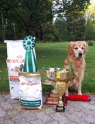 Goldenmestari 2018
FI KVA-WT FI KVA WTW-17 Weljesten Maximus Au, om./ ohj. Minna Saksi

Kuvan copyright Minna Saksi
