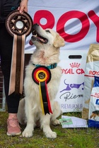 TOKO-mestari 2020 INDIAN STORY'S JUMPING HIGH