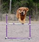 Aku
Kuva Marianne Forsell