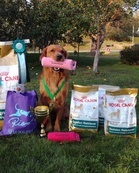 Golden kisälli 2018 (ALO -luokan paras)
Weljesten Quickstep Au, om. Kati ja Petri Tuominen, ohj. Kati

Kuvan copyright Heidi Fontell